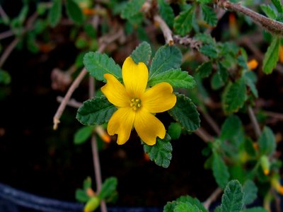 Damiana