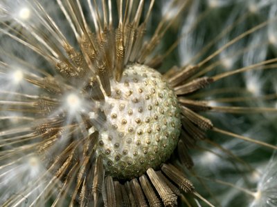 Dandelion