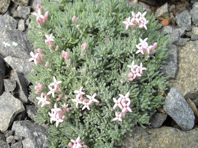 Daphneola