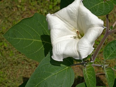 Datura Inoxia