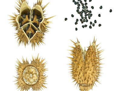 Datura