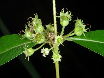 Decodon