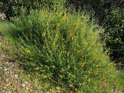 Deerweed