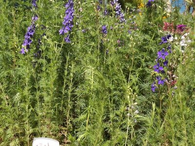 Delphinium