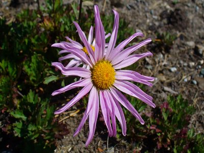 Dendranthema