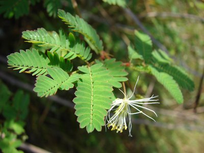 Desmanthus