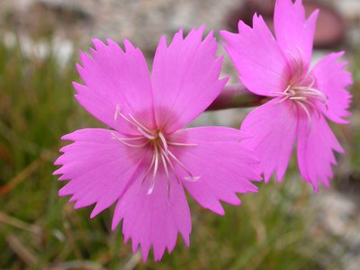 Dianthus Sylvestris