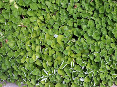 Dichondra