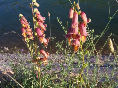Digitalis Obscura