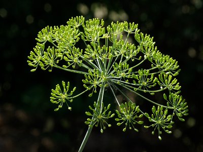 Dill