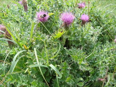 Dwarf Thistle
