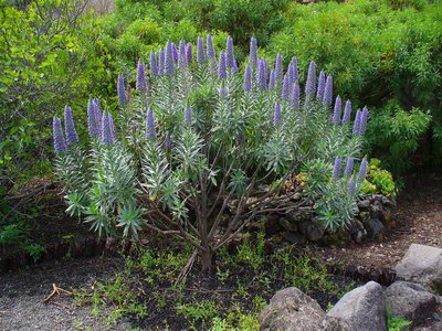 Echium