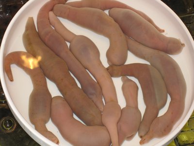 Echiuroidea