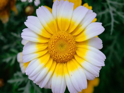 Edible Chrysanthemum
