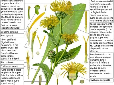 Elecampane