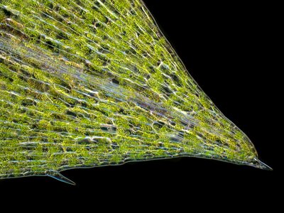 Elodea