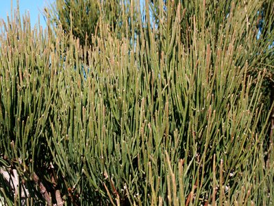 Ephedra