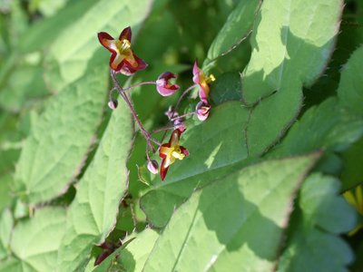 Epimedium