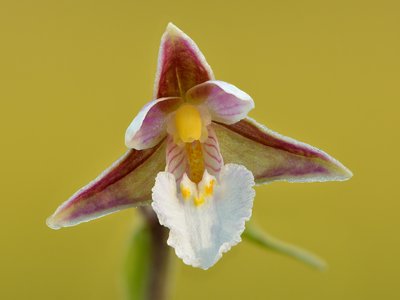 Epipactis