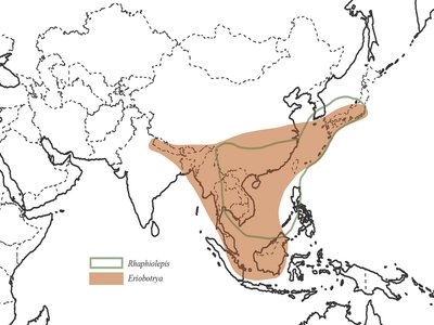 Eriobotrya