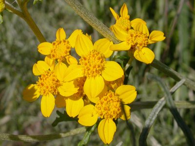 Eriophyllum