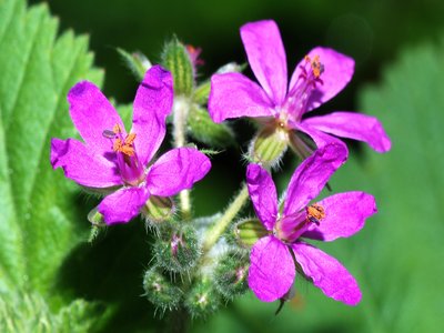 Erodium