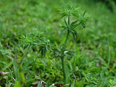 Eryngium foetidum