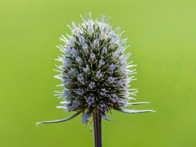 Eryngium