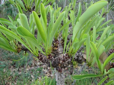 Erythroxylum