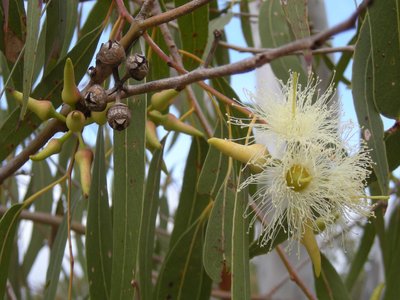 Eucalyptus