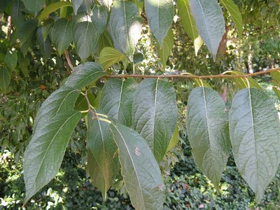 Eucommia