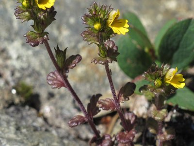 Euphrasia