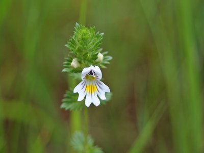 Eyebright