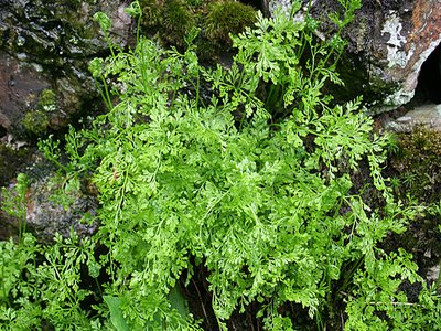Fairy Fern
