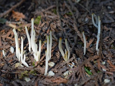 Fairy Fingers