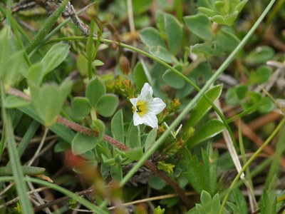 Fairy Flax
