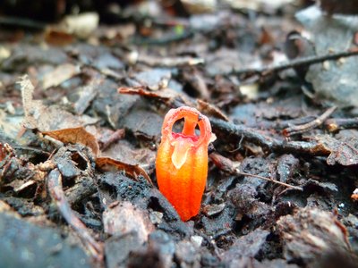 Fairy Lantern