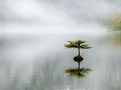 Fairy Mist