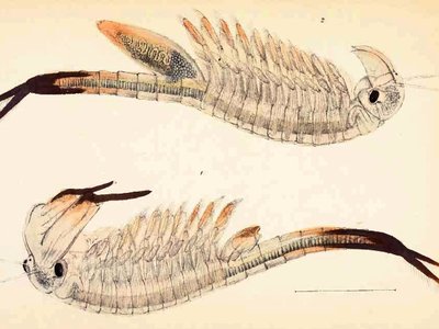 Fairy Shrimp