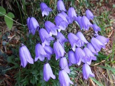 Fairy Thimbles