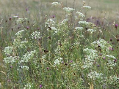 Falcaria