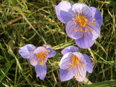 Fall Crocus
