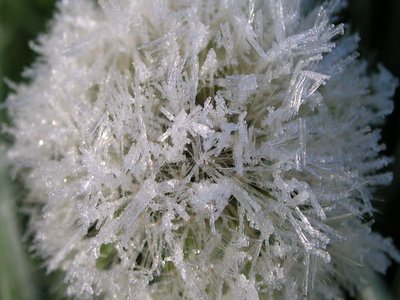 Fall Dandelion