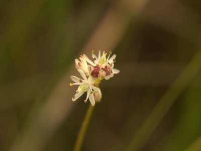 False Asphodel