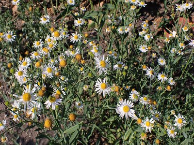 False Aster