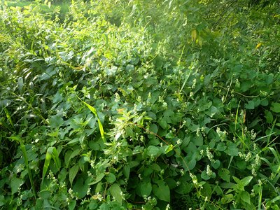 False Buckwheat