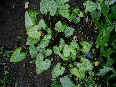 False Bugbane