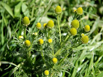 False Chamomile