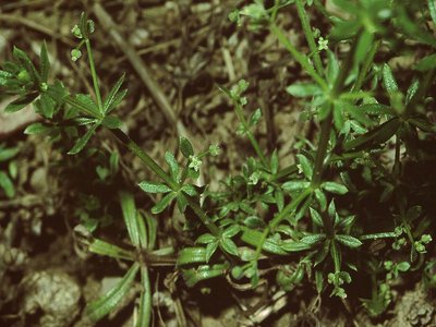 False Cleavers