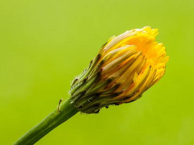 False Dandelion